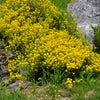 1000 GOLDEN TUFT ALYSSUM Basket of Gold Aurinia Saxatilis Yellow Flower Seeds