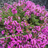 50 PAGODA MIX PRUNELLA Grandiflora Bigflower Selfheal Blue Pink etc Flower Seeds