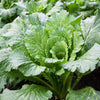 500 MICHIHILI CABBAGE (Chinese Cabbage / Bok Choy / Pak Choi / Celery Mustard / Chinese Chard) Brassica Rapa Chinensis Vegetable Seeds