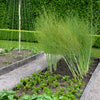 125 ASPARAGUS UC72 Officinallis Mary's Granddaughter Vegetable Seeds