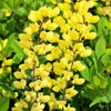 25 YELLOW WILD INDIGO Baptisia Tinctoria False Indigo Flower Seeds
