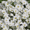 1500 SNOW IN SUMMER (Chickweed) Cerastium Biebersteinii Flower Seeds
