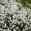 1500 SNOW IN SUMMER (Chickweed) Cerastium Biebersteinii Flower Seeds