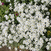 1500 SNOW IN SUMMER (Chickweed) Cerastium Biebersteinii Flower Seeds