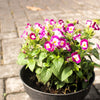 10 KAUAI MIX TORENIA Fournieri Sun or Shade Wishbone Flower Seeds - Mixed Colors 2 Tone Blue Red Pink