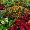 Mixed Colors Coleus Rainbow Mix Seeds – Shade Houseplant Solenostemon Flower – photo 8