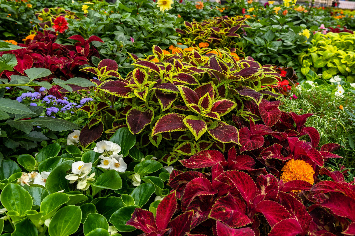 Mixed Colors Coleus Rainbow Mix Seeds – Shade Houseplant Solenostemon Flower – photo 8