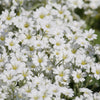 1500 SNOW IN SUMMER (Chickweed) Cerastium Biebersteinii Flower Seeds