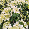 20 HIMALAYAN DOGWOOD / STRAWBERRY Tree Cornus Capitata White & Pink Flower Red Fruit Seeds
