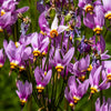 25 MIDLAND SHOOTING STAR (Flamingo Flower / Birds Bills / Prairie Pointer) Dodecatheon Meadia Flower Seeds