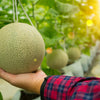 Iroquois Cantaloupe Seeds – Melon Fruit Cucumis Melo – photo 4