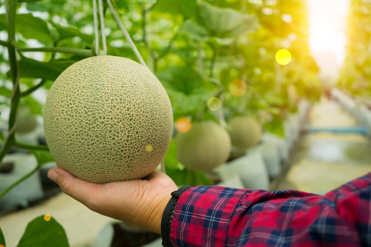 Iroquois Cantaloupe Seeds – Melon Fruit Cucumis Melo – photo 4