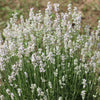 20 WHITE LAVENDER English Lavandula Angustifolia Herb Flower Seeds