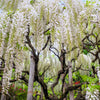 5 WHITE WISTERIA Floribunda Alba Ornamental Japanese Flower Vine Seeds