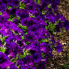100 DWARF Alderman BLUE PETUNIA Nana Compacta Purple Flower Seeds