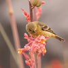 1000 Bulk RED YUCCA Hesperaloe Parviflora Hummingbird Coral Yucca Flower Seeds