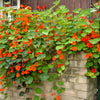 50 Mixed Colors DWARF JEWEL NASTURTIUM Tropaeolum Minus Flower Seeds