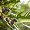 10 CANINO OLIVE TREE Olea Europaea Canino Edible European Common Green Black Fruit Seed