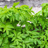 30 ANGELICA Archangelica Officinalis Edible Archangel / Holy Ghost Herb Seeds