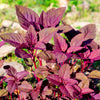 500 RED GARNET AMARANTH Amaranthus Tricolor Vegetable Flower Seeds