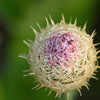 25 AMERICAN ROSE (Centaurea Aloha / American Starflower / American Basket Flower / America Starthistle) Centaurea Americana Flower Seeds