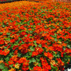 50 Mixed Colors DWARF JEWEL NASTURTIUM Tropaeolum Minus Flower Seeds