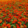 25 Dwarf RED EMPRESS NASTURTIUM Tropaeolum Nanum Hummingbird Flower Seeds