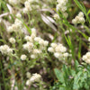 150 White PUSSYTOES Cats Paws Antennaria Flower Seeds