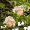 1000 BULK African BAOBAB TREE Adansonia Digitata Monkey Bread Judas Fruit Seeds