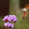 150 BUENOS AIRES VERBENA Brazilian Purple Bonariensis Patagonica Flower Seeds