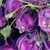 2000 PURPLE VIENNA KOHLRABI Brassica Oleracea Gongylodes Vegetable Seeds