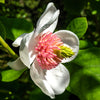 10 OYAMA MAGNOLIA TREE White Pink Flower Pink Pod Sieboldii Siebolds Shrub Seeds