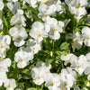 50 WHITE PANSY Clear Crystals Violet Viola Wittrockiana Flower Seeds