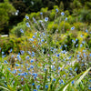 500 Blue Chinese FORGET ME NOT (Hounds Tongue) Cynoglossum Amabile Flower Seeds