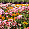 50 Mixed Colors INDIAN CHRYSANTHEMUM Indicum Hardy Mum Double Red Yellow Pink Orange Purple Bicolor Flower Seeds