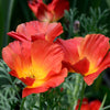 Mixed Colors California Poppy (Ballerina / Mission Bells) Eschscholzia Californica Flower Seeds – photo 22