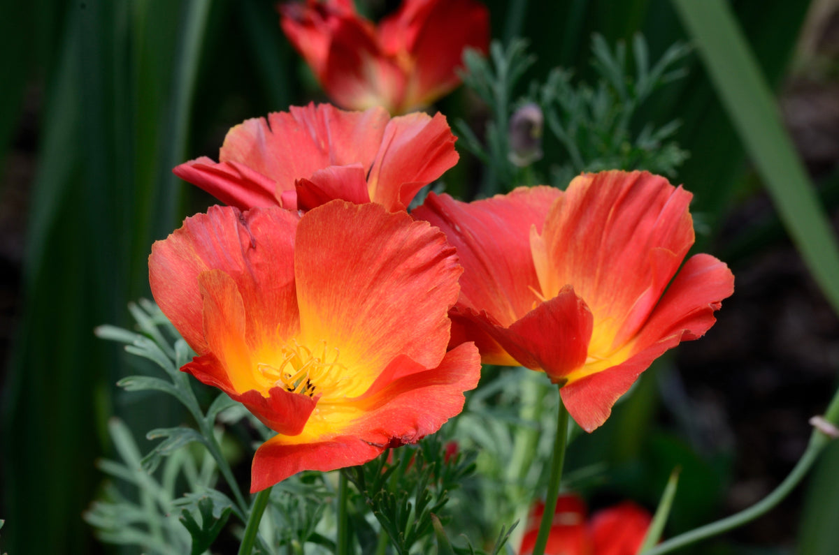 Mixed Colors California Poppy (Ballerina / Mission Bells) Eschscholzia Californica Flower Seeds – photo 22