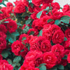 5 RED CLIMBING ROSE Rosa Bush Vine Climber Fragrant Butterfly Flower Seeds