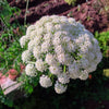 50 FEMALE GINSENG Dong Quai Chinese Angelica Sinensis Herb White Flower Seeds