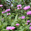 500 MIXED SWEET SULTAN Imperialis Mix Amberboa Moschata Centaurea Flower Seeds - Pink, Rose, Lilac, Purple, Mauve, White, & Yellow
