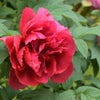 10 TREE PEONY Mountain Paeony Paeonia Suffruticosa Arborea Mixed Colors Red Pink White Purple Yellow Bicolor Flower Shrub Seeds