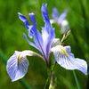 50 MISSOURI IRIS Missouriensis Rocky Mountain Blue Purple Yellow Flower Seeds