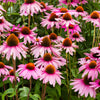 50 PINK BABY CONEFLOWER Echinacea Pallida Flower Seeds