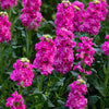 50 Rose PINK STOCK Matthiola Incana Ten-Week Gillyflower Seeds