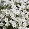 1500 SNOW IN SUMMER (Chickweed) Cerastium Biebersteinii Flower Seeds