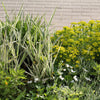 1000 Variegated RIBBON GRASS Reed Canary Phalaris Arundinacea Pink Flower Seeds