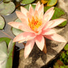 5 BOWL LOTUS Mixed Colors Dwarf Nelumbo Nucifera Aquatic Flower Seeds