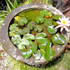 5 BOWL LOTUS Mixed Colors Dwarf Nelumbo Nucifera Aquatic Flower Seeds