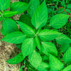 25 AMERICAN GINSENG Panax Quinquefolius Shade Herb Seeds