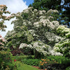 5 Flowering WHITE KOUSA DOGWOOD Cornus Kousa Tree Seeds